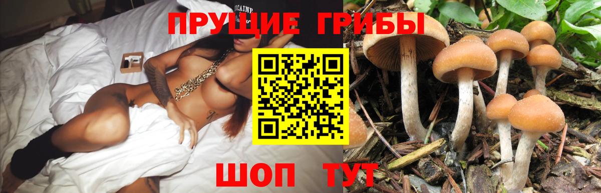 магазин продажи наркотиков  Вход с VPN  Павлово  Галлюциногенные грибы GOLDEN TEACHER 